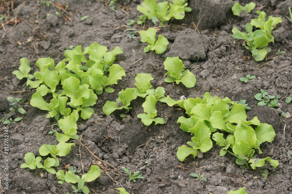 sprießender junger Salat im Garten sprießender junger Salat im Garten