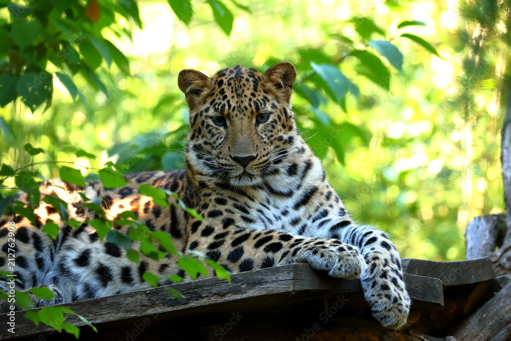 Naklejka premium Leopard Panthera pardus podczas odpoczynku