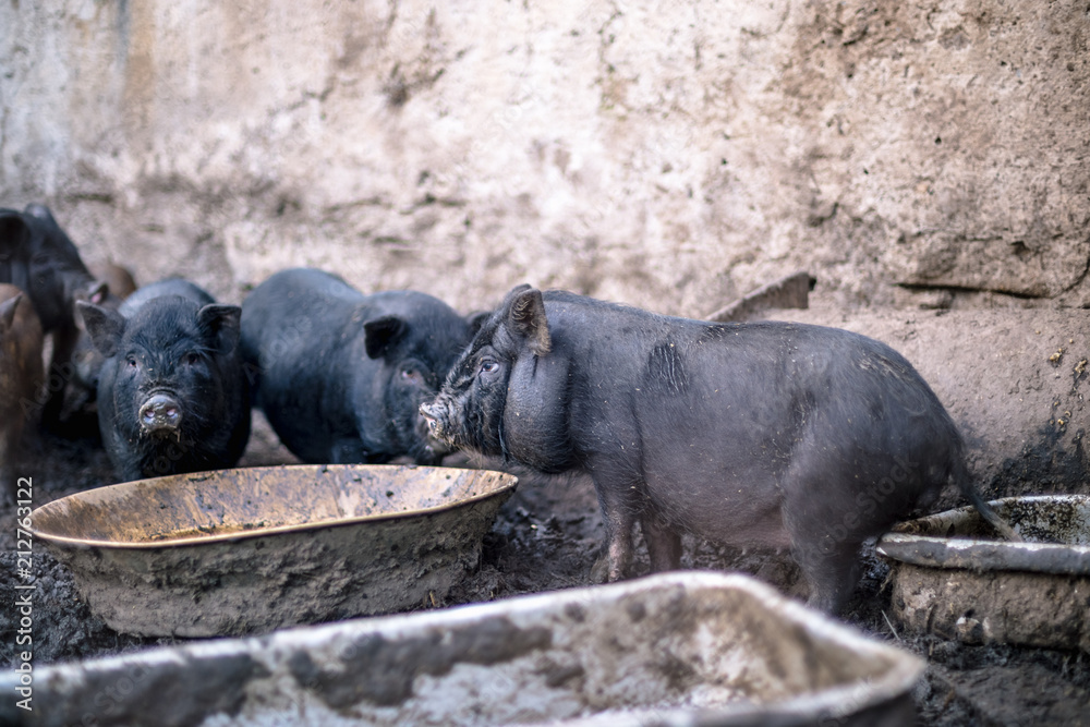 Small Vietnamese pigs on the farm. Small Vietnamese pigs on the farm.