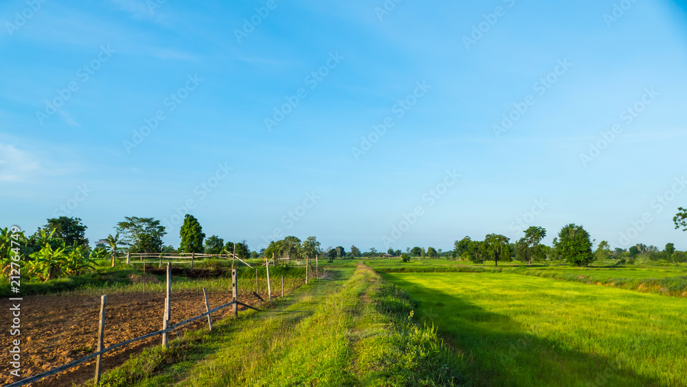 Naklejka premium Rice field