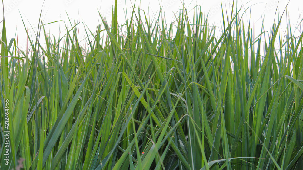 Sugarcane Farm Sugarcane Farm
