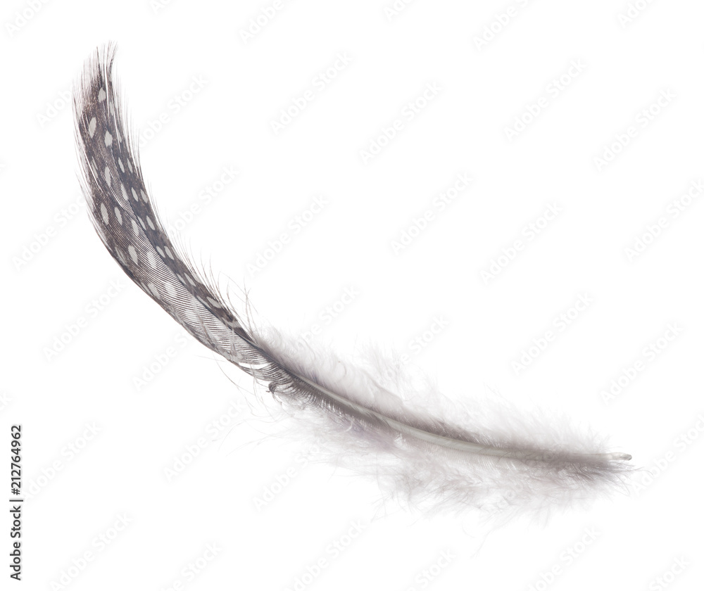 fluffy isolated feather in light spots