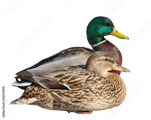 standing and sitting mallard ducks isolated on white