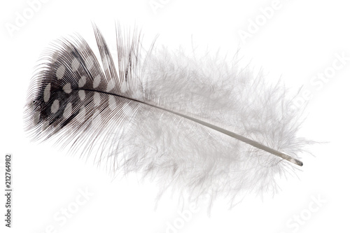 light spots on fluffy isolated feather