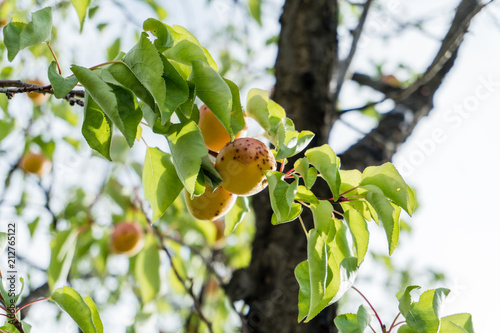 Branch of an apricot tree with ripe fruits against solid blue sky in summer. photo