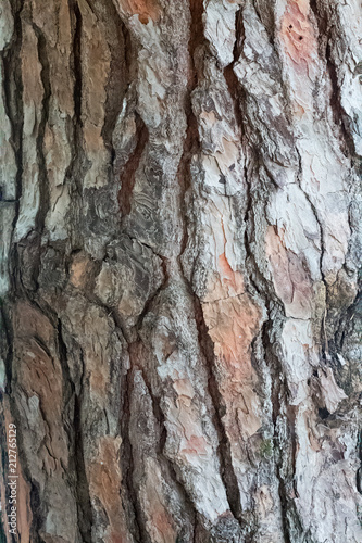 Fototapeta Naklejka Na Ścianę i Meble -  Texture of the bark of a tree close-up.