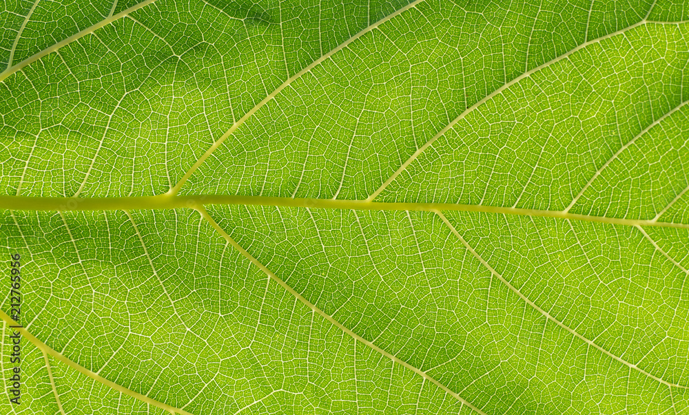 Fototapeta premium leaf have fiber background and texture in nature