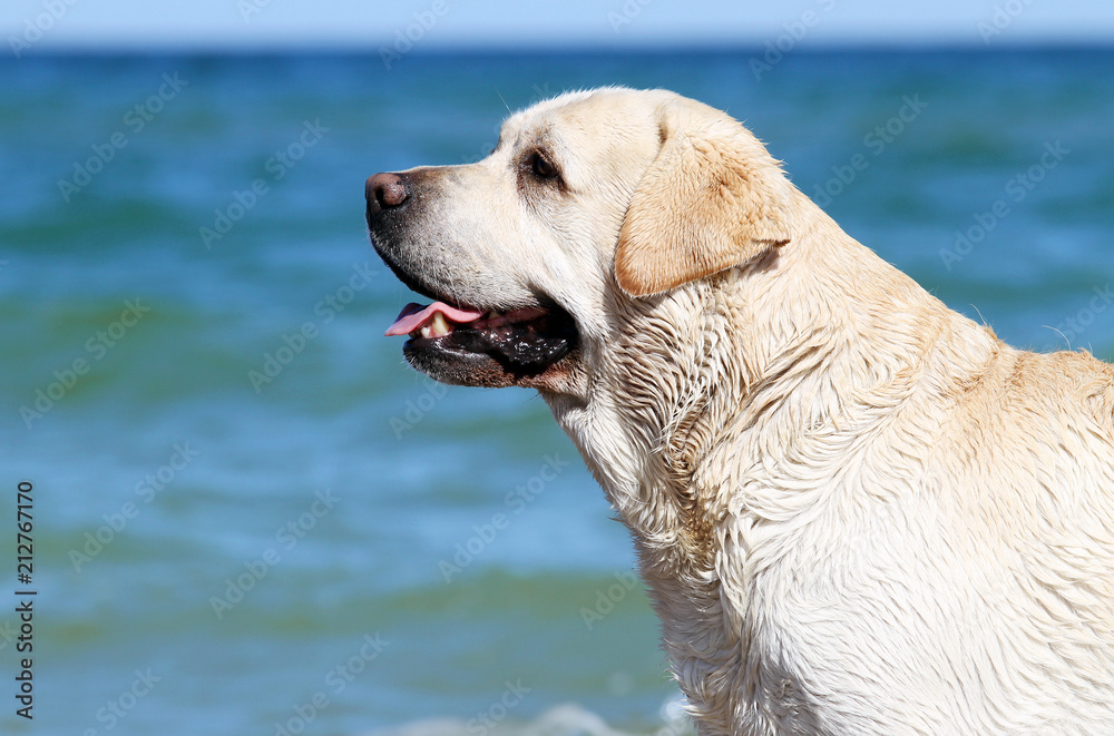 yellow labrador playing at the sea portrait yellow labrador playing at the sea portrait