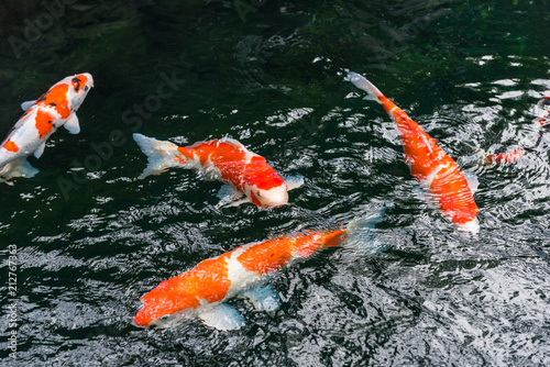 Japanese carp in the pond, Tokyo, Japan. Copy space for text.