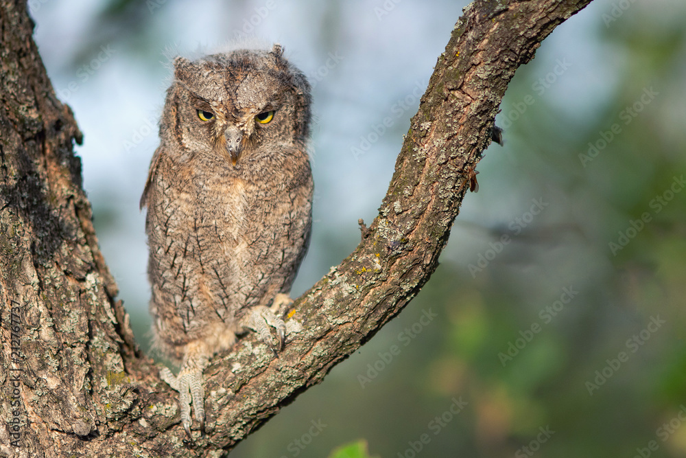 Young European scops owl (Otus scops) sitting on a branch Young European scops owl (Otus scops) sitting on a branch