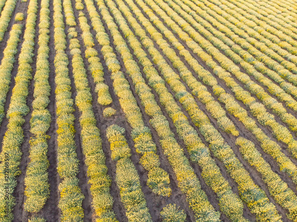 AERIAL view of Beautiful Blooming Curry plant field in rural countryside. Flying above on a field with herb Helichrysum italicum at sunrise.