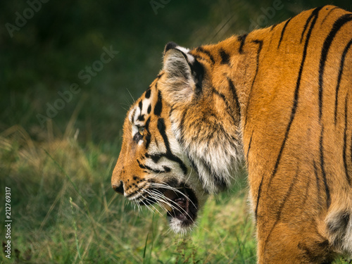 Tigre

