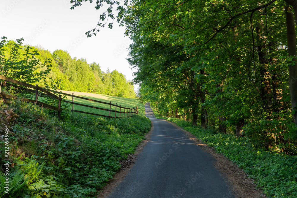 Fototapeta premium Cycling in Nature Forest on a rainy day. Road in Forest nature. Green forest road. Nature. Road. Natural environment.