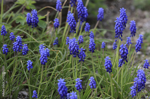 Traubenhyazinthen im Garten