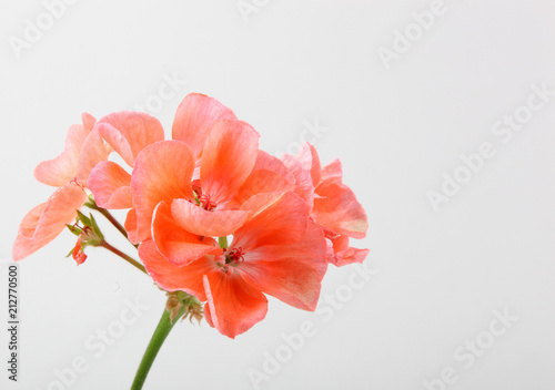 Fototapeta Naklejka Na Ścianę i Meble -  Geranium Pelargonium Flowers