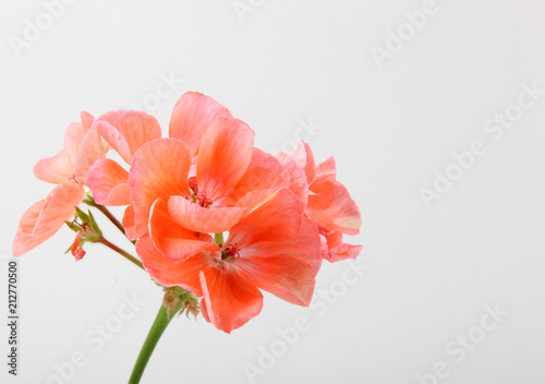 Geranium Pelargonium Flowers