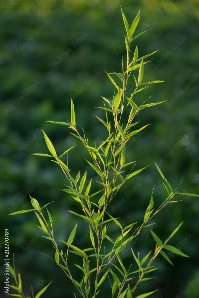 bamboo branch on cultivated field as a background
bamboo branch on cultivated field as a background