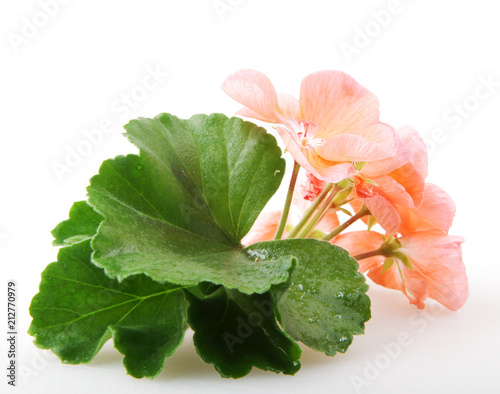 Fototapeta Naklejka Na Ścianę i Meble -  Geranium Pelargonium Flowers
