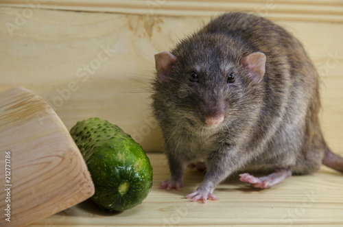 Rat and cucumber.