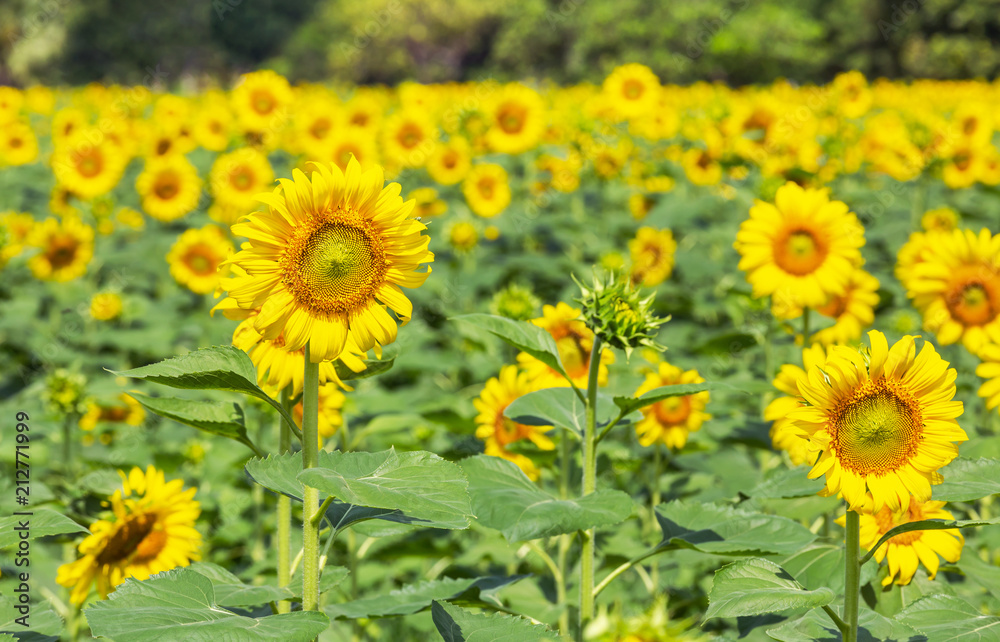 Close up sunflower blooming on the field in sunny day Close up sunflower blooming on the field in sunny day