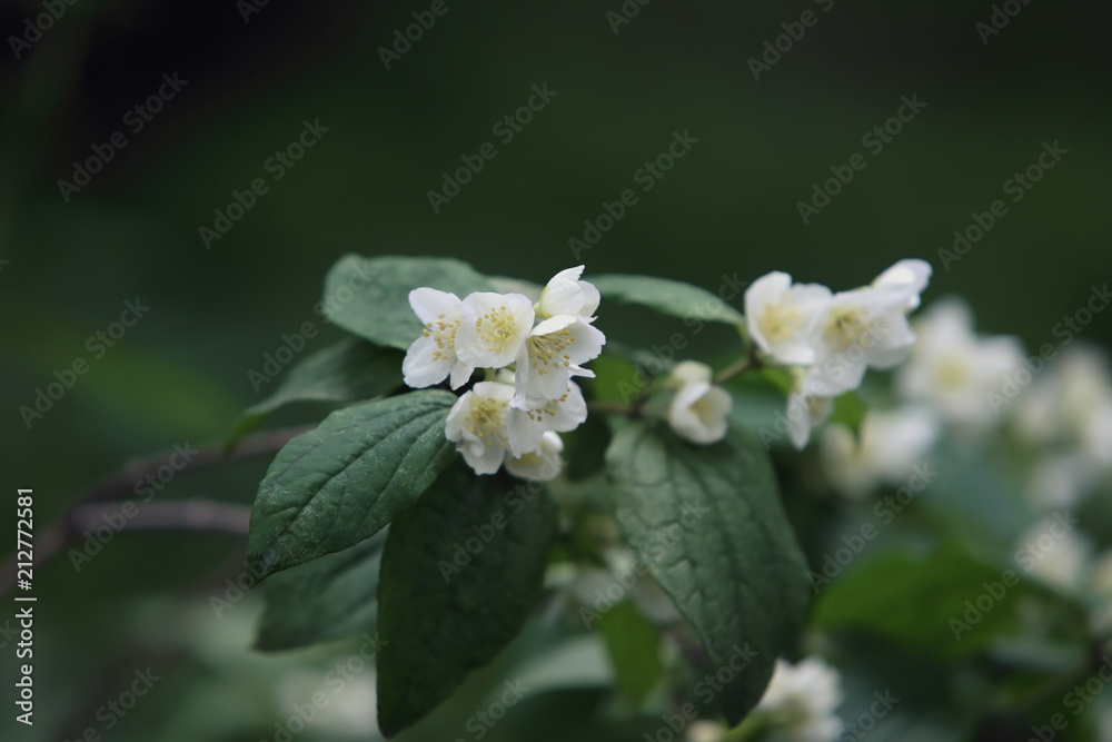 Beautiful flowers. Green plant. Beautiful flowers. Green plant.