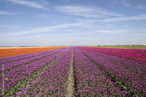 Purple tulips in the spring