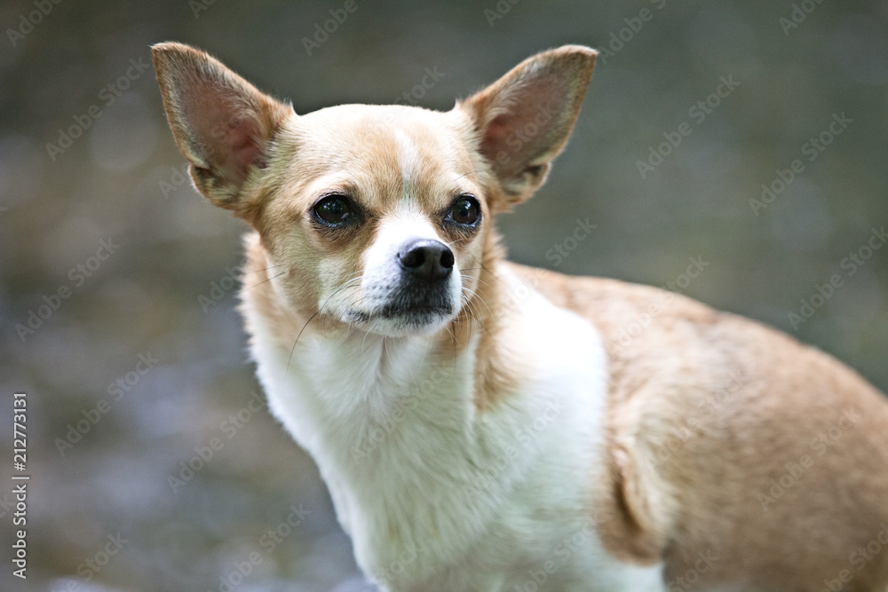 Chihuahua dog with a nice pose for the camera Chihuahua dog with a nice pose for the camera