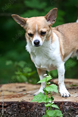 Chihuahua dog with a nice pose for the camera