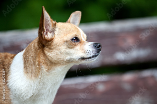 Chihuahua dog with a nice pose for the camera