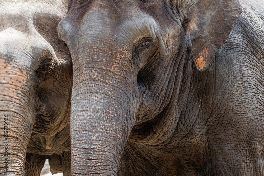 Fototapeta premium two elephants head close up