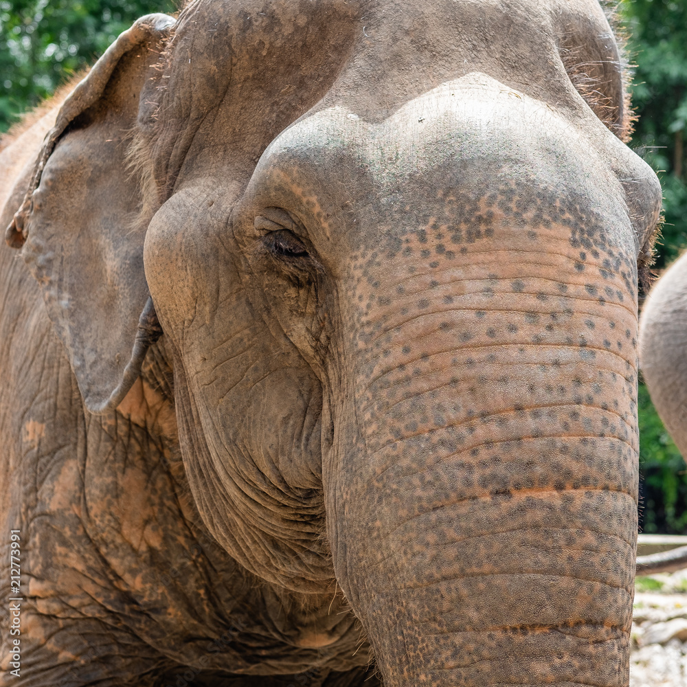 Fototapeta premium elephant trunk skin