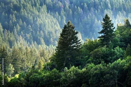 Pine Forest in Wilderness Mountains photo