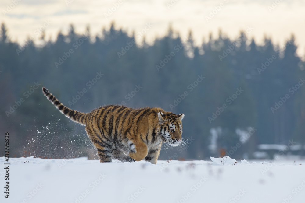 Obraz premium Tygrys syberyjski w śniegu (Panthera tigris)