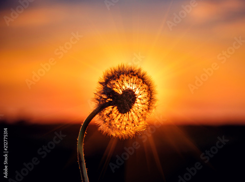 fluffy dandelion with sunbeams on sunset