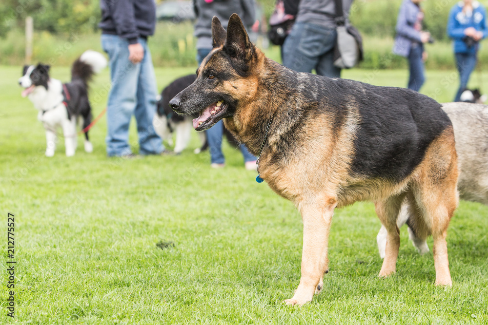 German Shepherd dog outdoors in Belgium