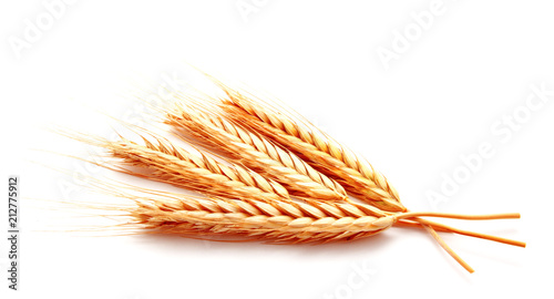 Wheat ears corn isolated on a white background