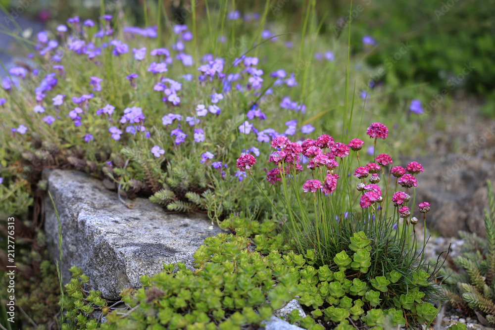 Obraz premium Grasmeöle (Armeria) Pflanze mit Blüten im Steingarten