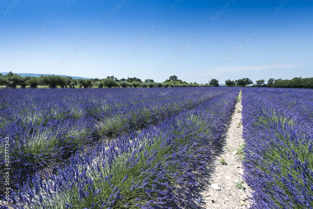 Fototapeta premium Lavender field at Coustellet. Vaucluse, Provence, France