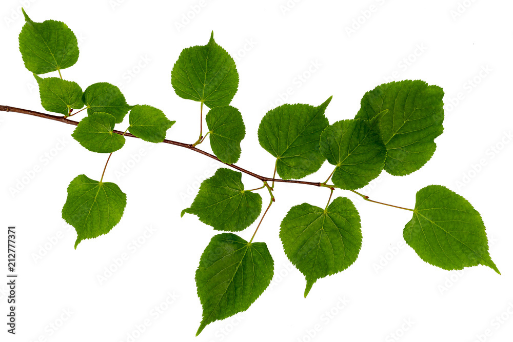 Linden branch on a white background Linden branch on a white background