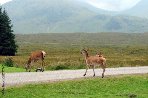 a tourist s view of wild animals among the thick grass of the Scottish valleys.