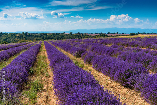 Champs de lavande sur le Plateau de Valensole en Provence