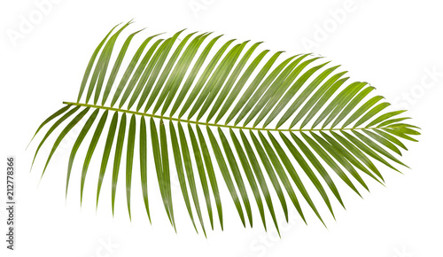 green palm leaf isolated on white background with clipping path