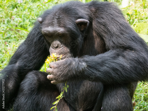 Chimpanzé à dos argenté
