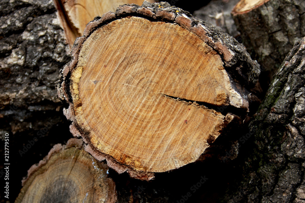 Naklejka premium wood, tree, log, texture, timber, trunk, cut, nature, firewood, forest, brown, wooden, bark, pattern, stump, circle, stack, natural, material, lumber, abstract, old, pile, rings, textured