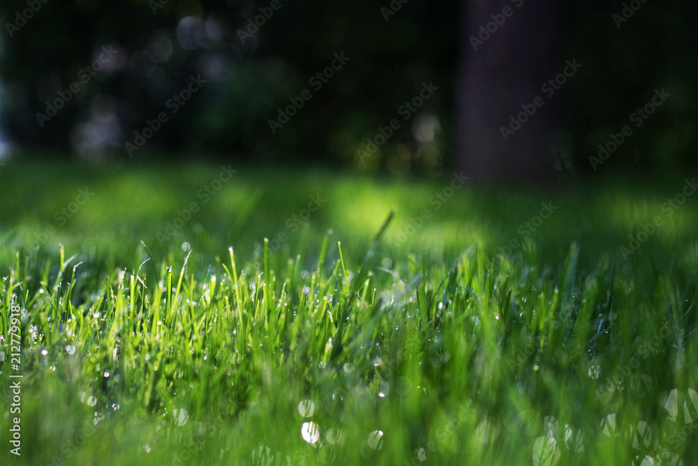 A green lawn in the park lighted up by the rays of sunshine A green lawn in the park lighted up by the rays of sunshine