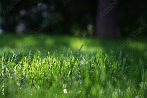 A green lawn in the park lighted up by the rays of sunshine