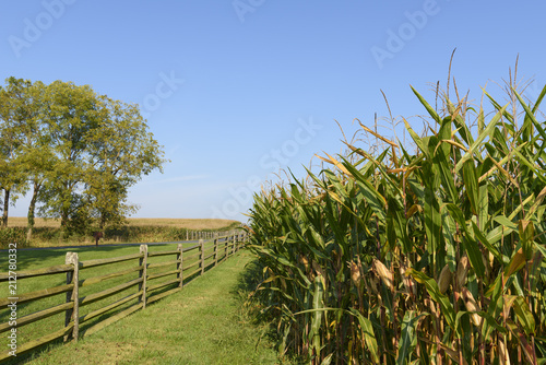 Corn Field and Split-rail Fence on Summer Morning