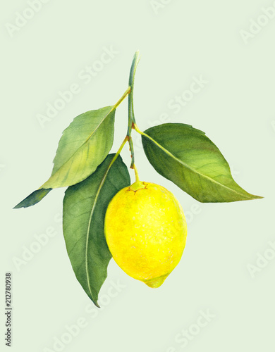 Fresh juicy lemon. Branch of yellow citrus fruit with green leaves. Hand drawn watercolor painting. Botanical realistic art. © sshisshka