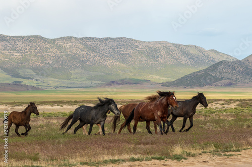 Wild Horses Running in the Utah Desert