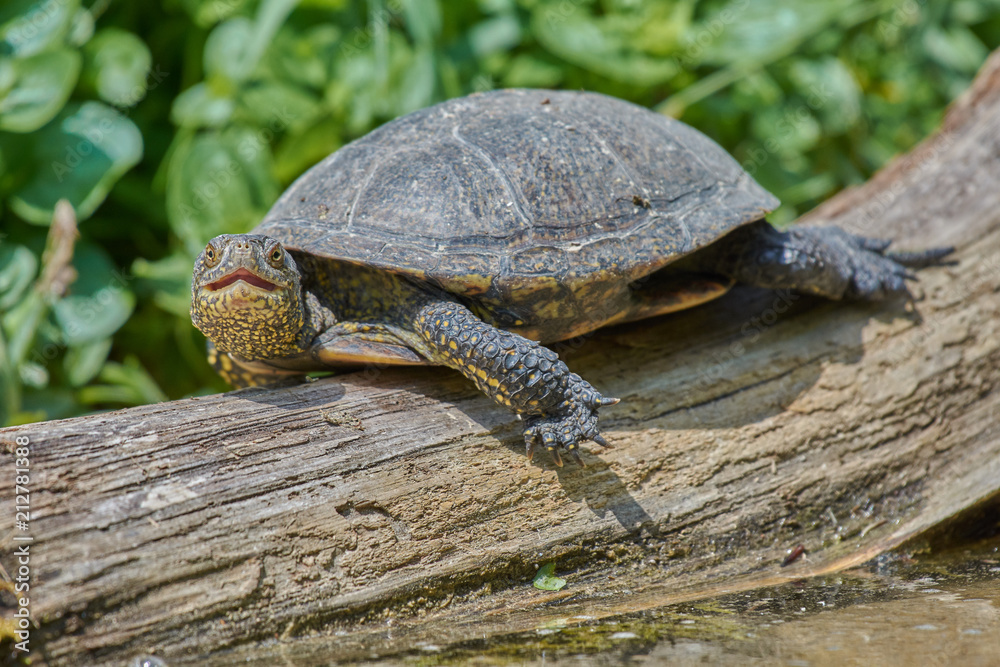 Obraz premium schildkröte